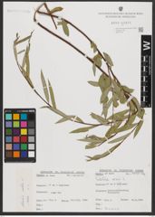 Foto von Salix alba L.